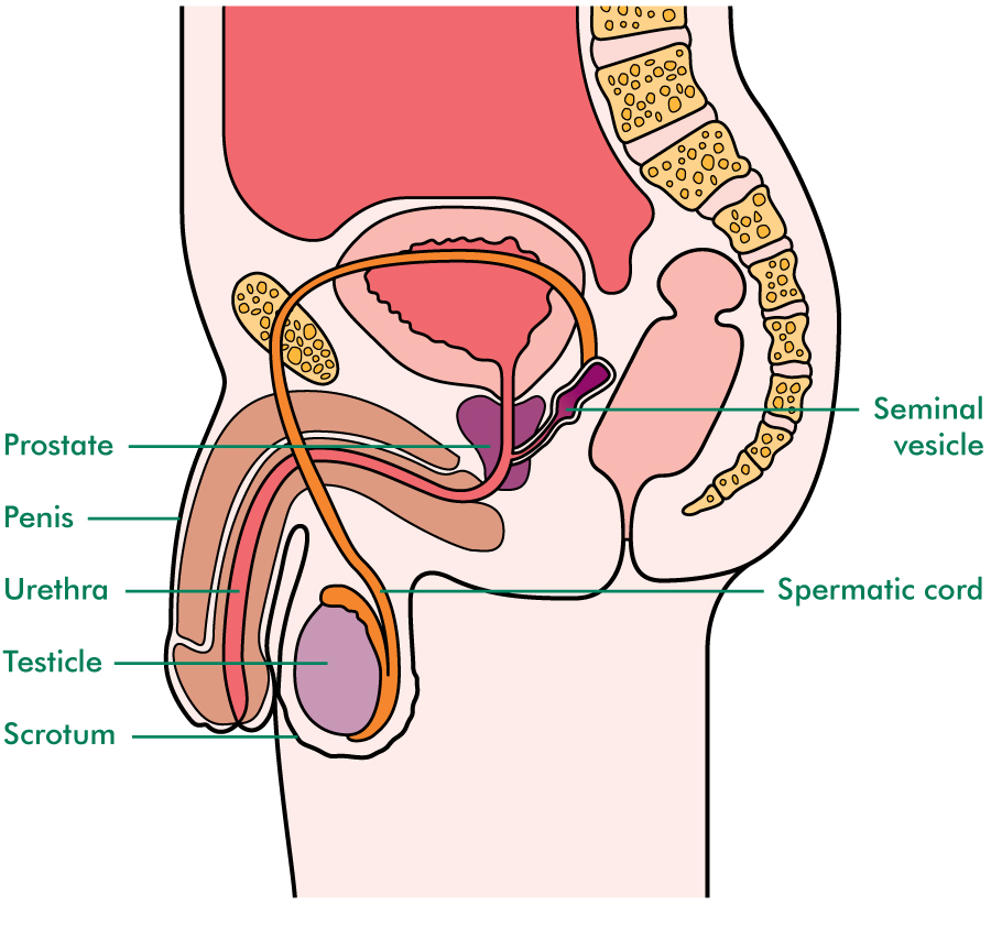 Prostate Overview