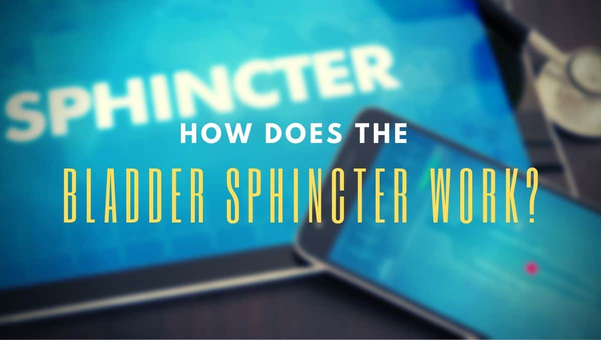 How Does the Bladder Sphincter Work?